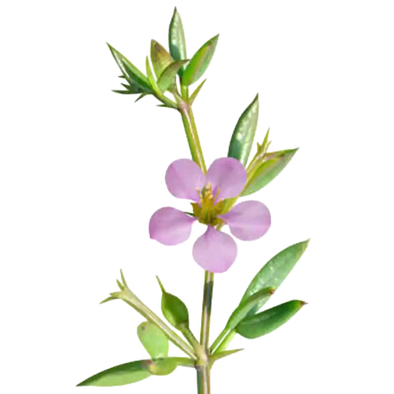 Virgin's Mantle (Fagonia)
