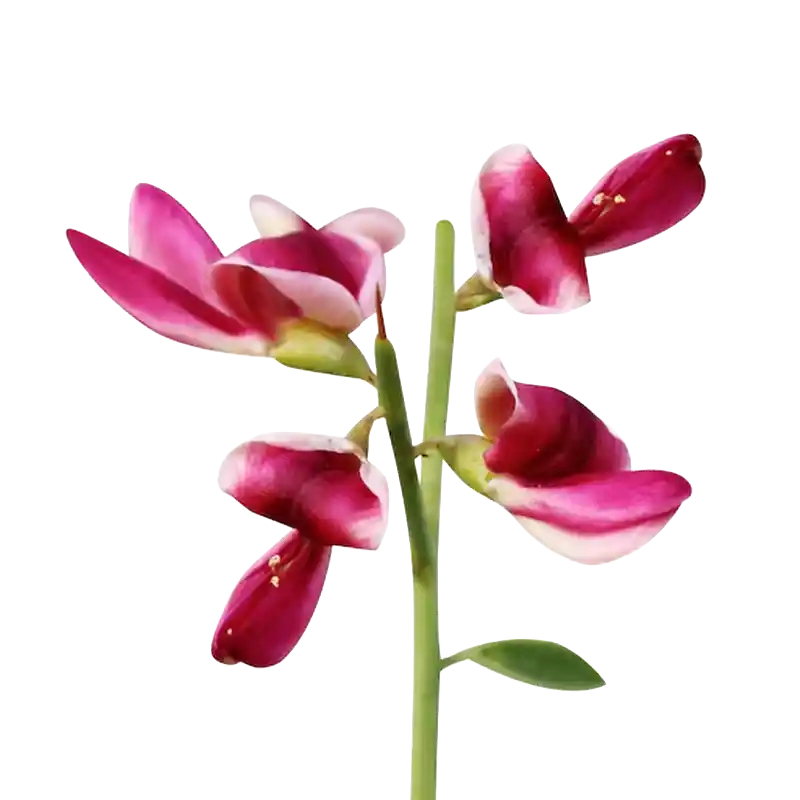 Camelthorn (Manna / Aqool)