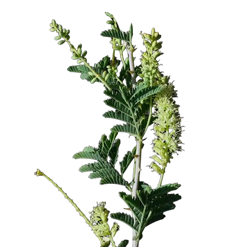 Syrian Mesquite (Yanjil)