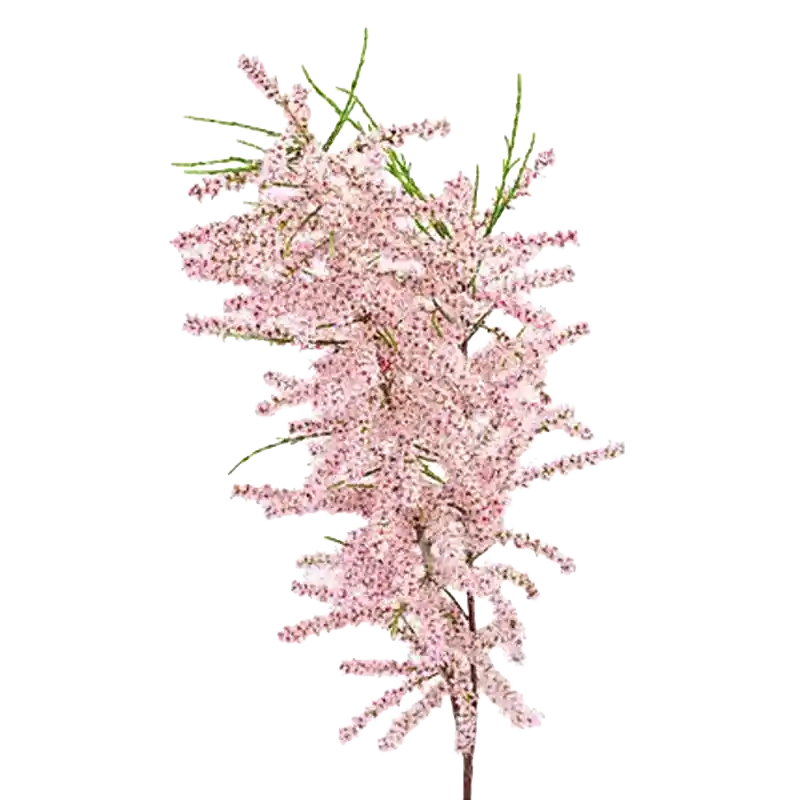 Athel Tamarisk (Tarfa)