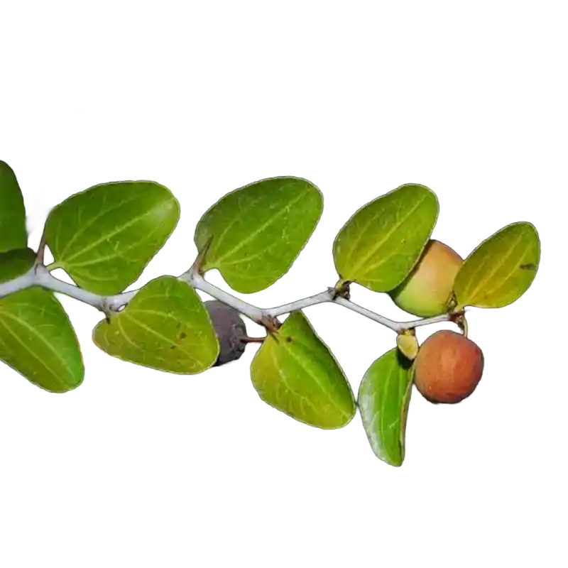 Wild Jujube / Lote Tree (Sidr Barri)