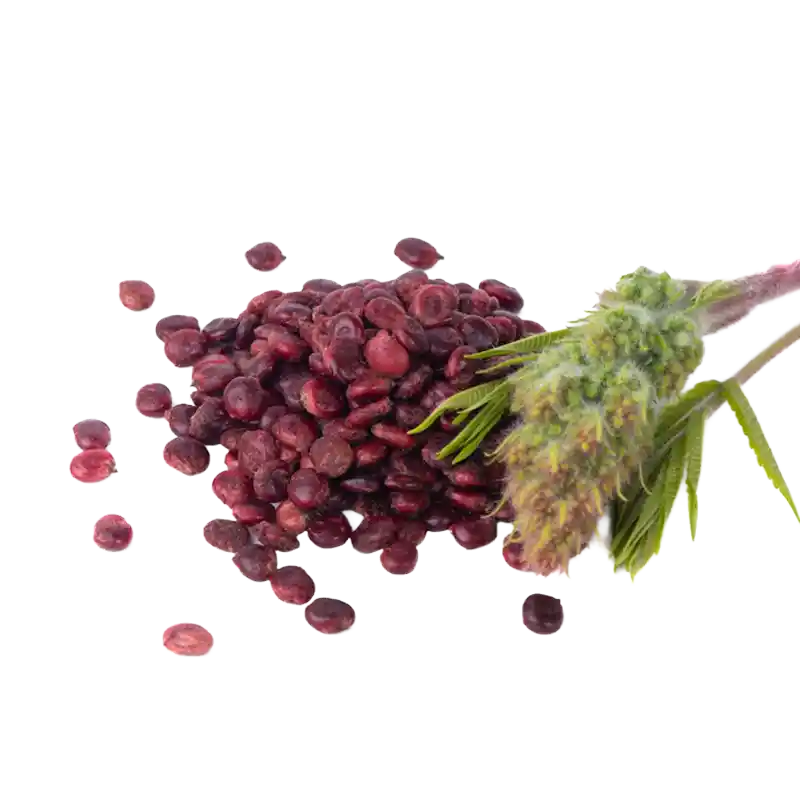 Sumac