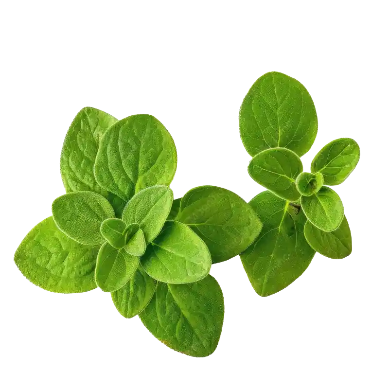 Cretan Oregano (Pot Marjoram)