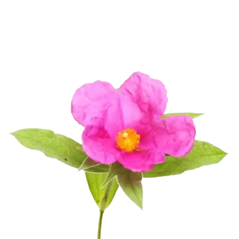 Pink Rock-Rose (Cistus)