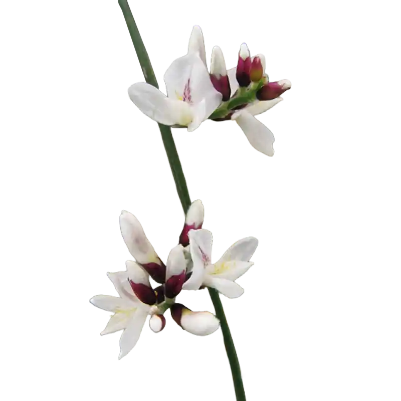 White Broom (Retem)