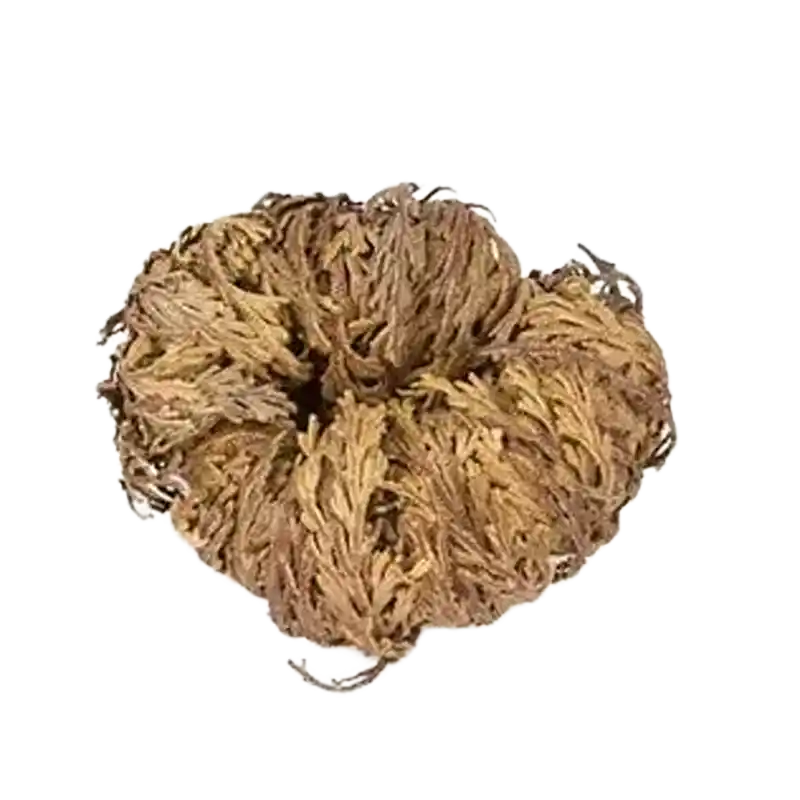 Rose of Jericho (Kaff Maryam)