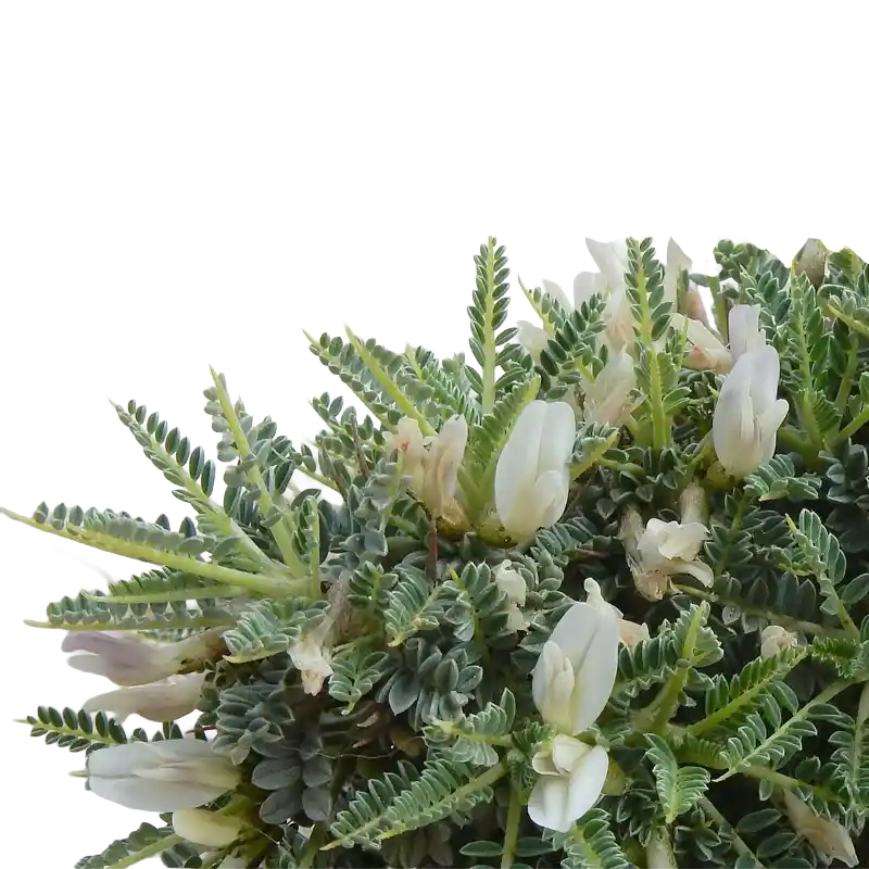 Tragacanth Milkvetch