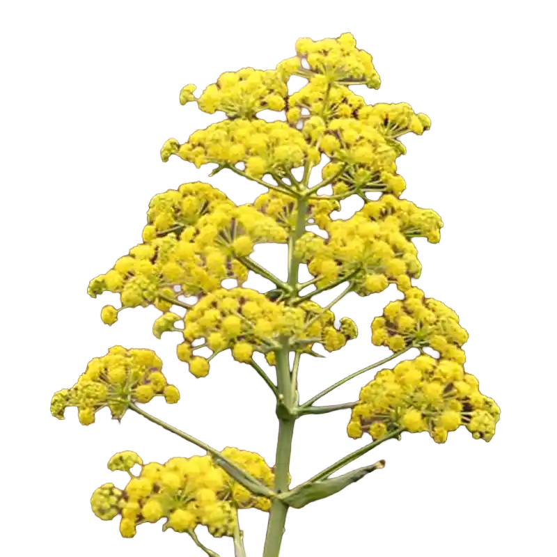 Persian Ferula (Sagapenum)