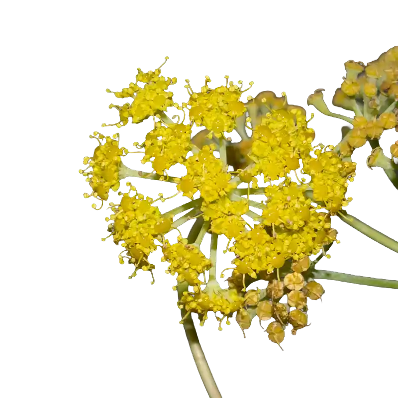 Tangier Ferula