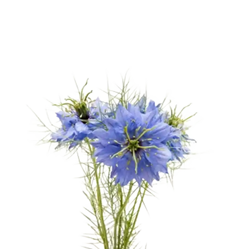 Field Nigella