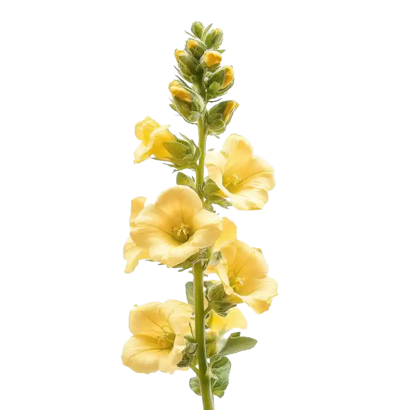 Wavyleaf Mullein