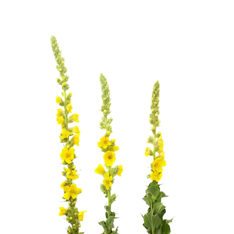 Denseflower Mullein