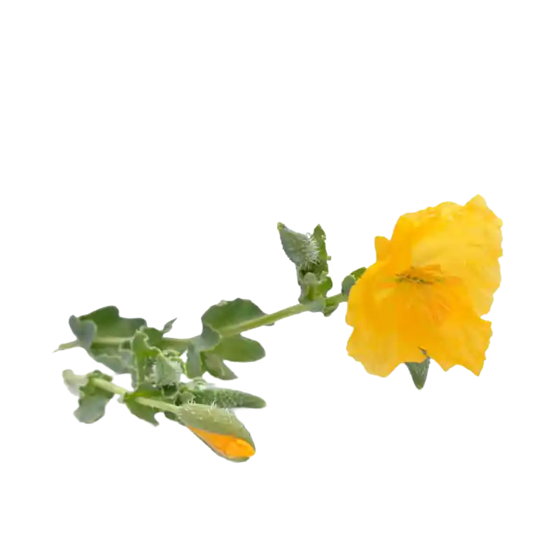 Yellow Horned Poppy