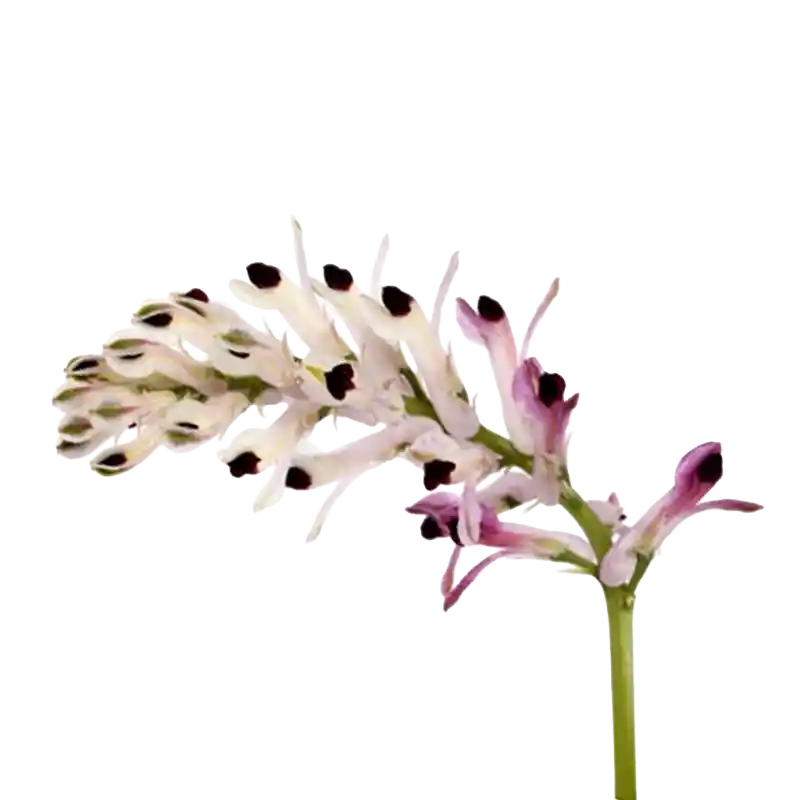 Fine-leaved Fumitory