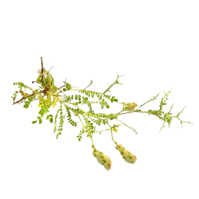 Thorny Burnet