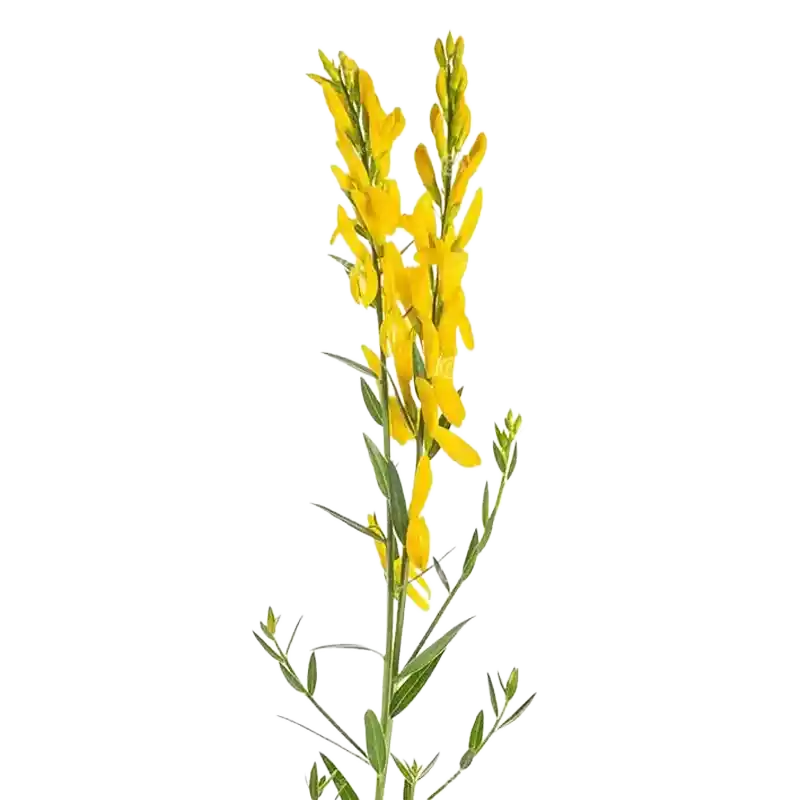 Dyer's Greenweed