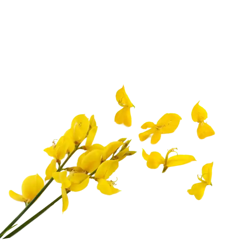 Spanish Broom