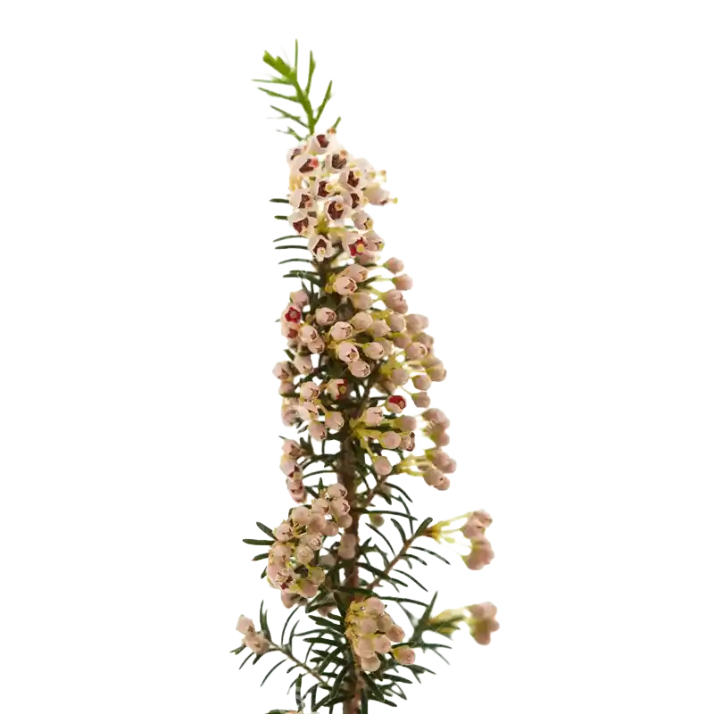 Tree Heath
