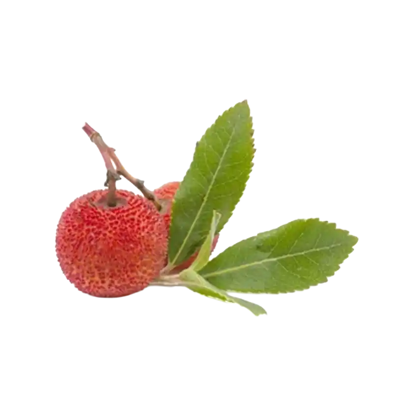 Greek Strawberry Tree