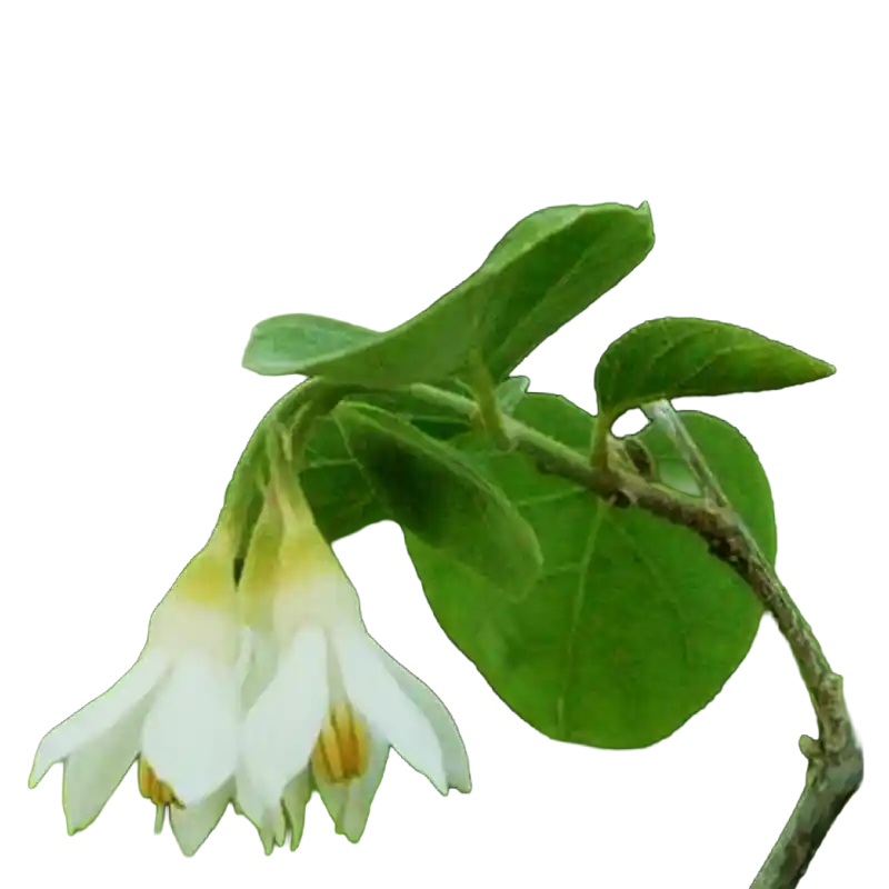 Storax (Officinal Styrax)