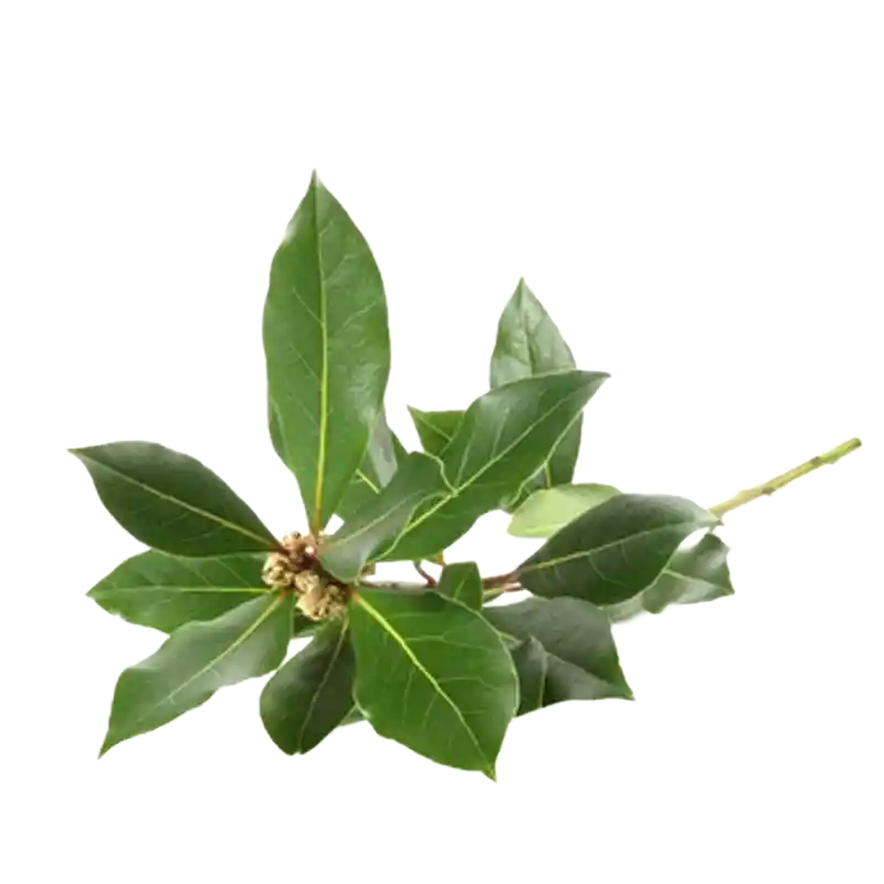 Azores Laurel (Canary Laurel)