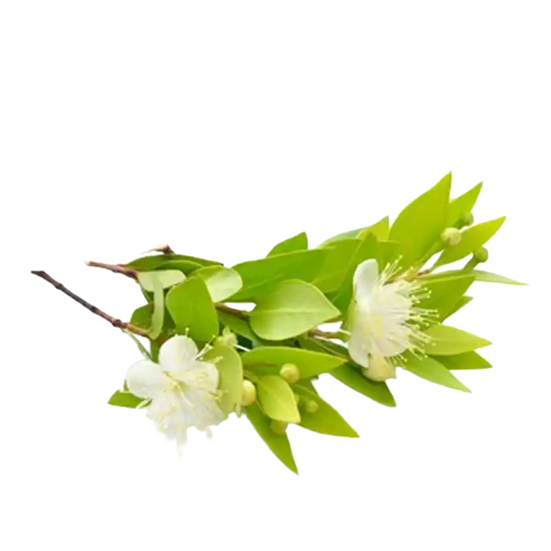 Saharan Myrtle
