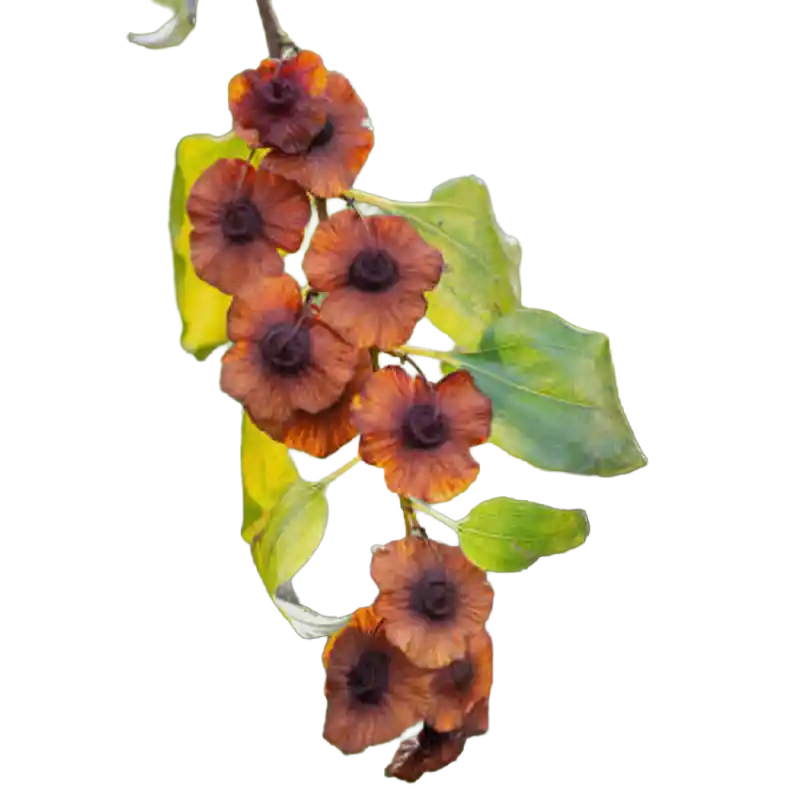 Jerusalem Thorn (Christ's Thorn)
