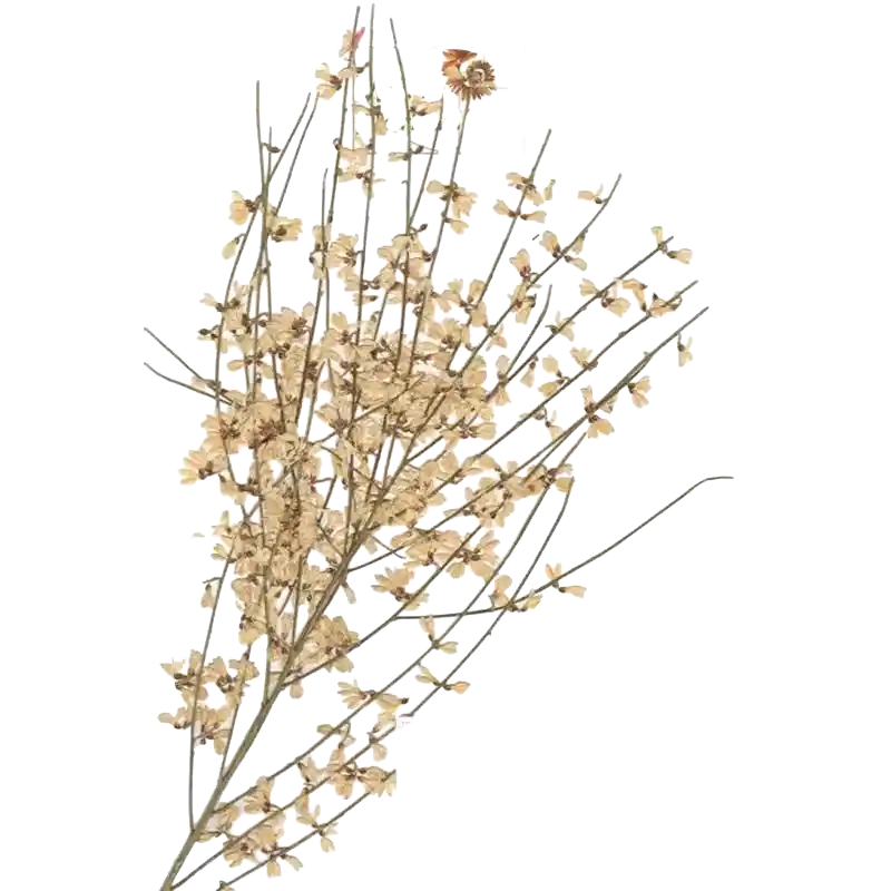 Single-seed Broom
