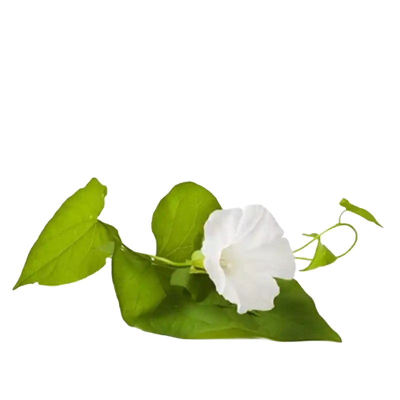 Field Bindweed
