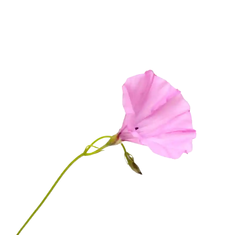 Mallow-leaved Bindweed