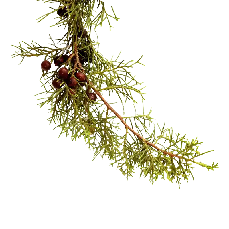 Phoenicean Juniper