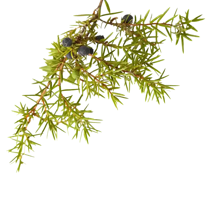 Greek Juniper