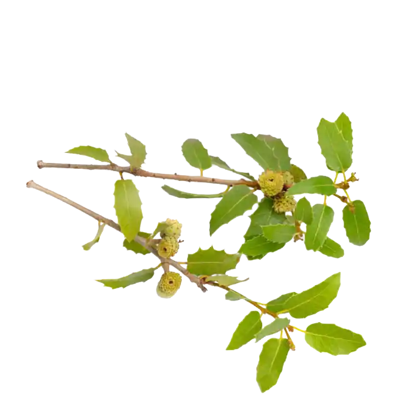 Palestine Oak (Kermes Oak)