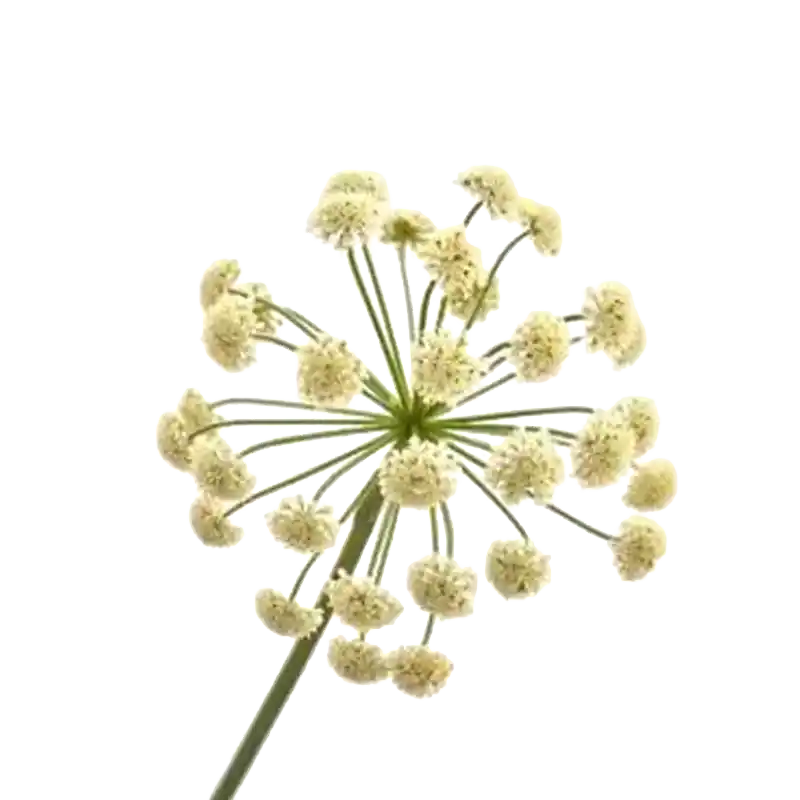 Wild Angelica
