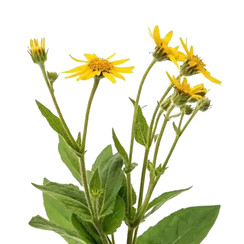Arnica (Mountain Arnica)