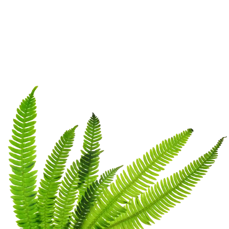 Hard Fern (Deer Fern)