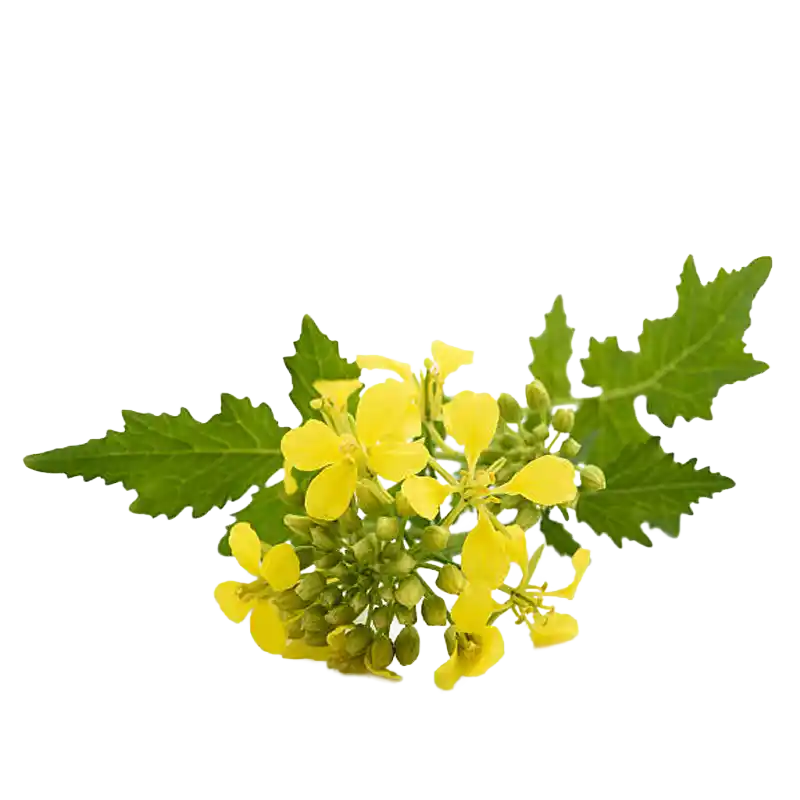 Black Mustard