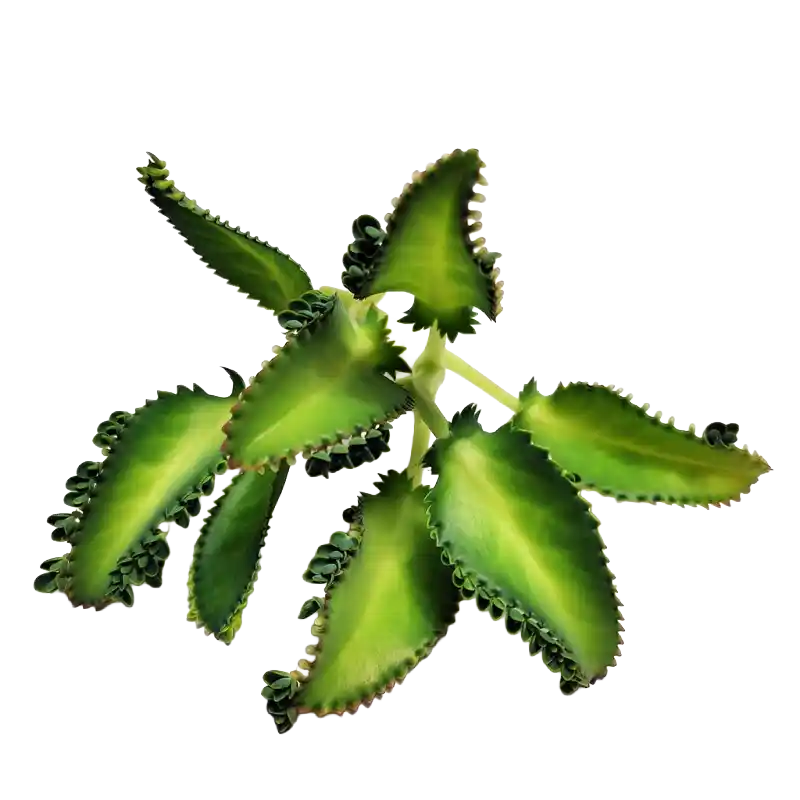 Air Plant (Kalanchoe)