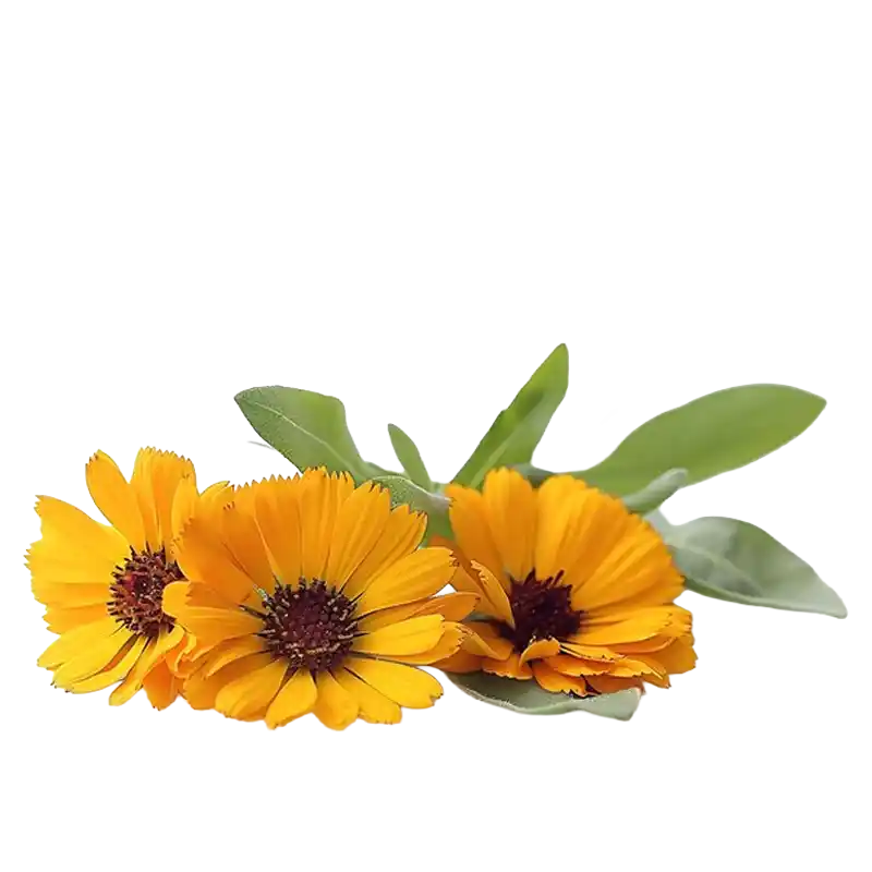 Field Marigold