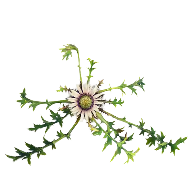 Stemless Carline Thistle
