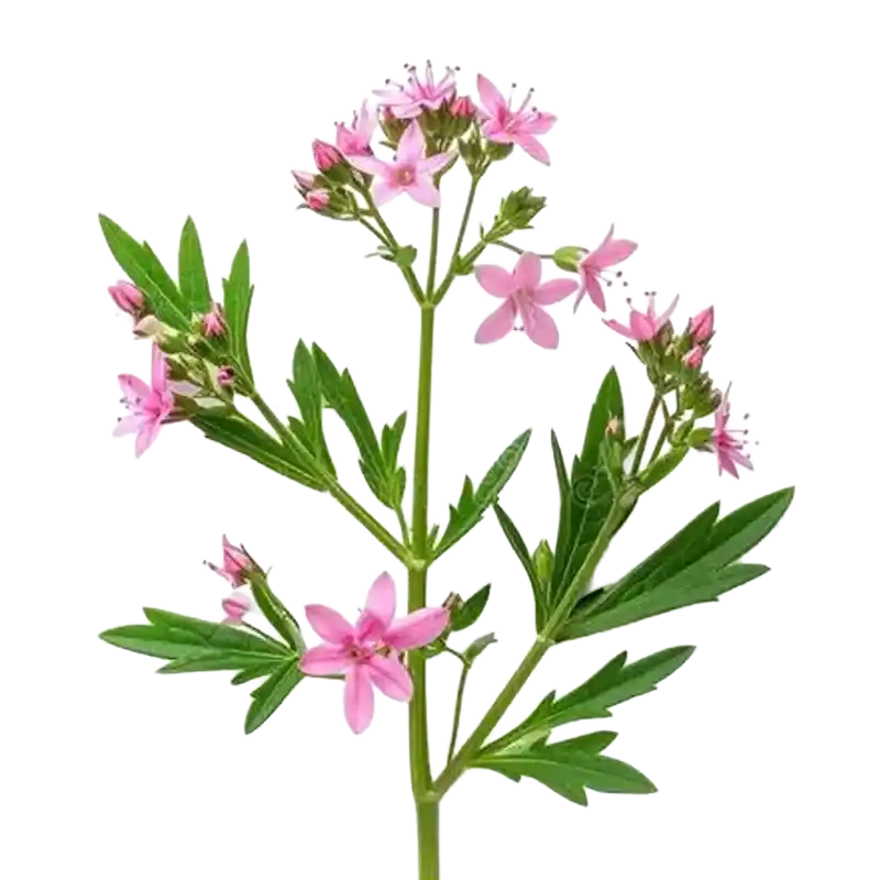 Common Centaury