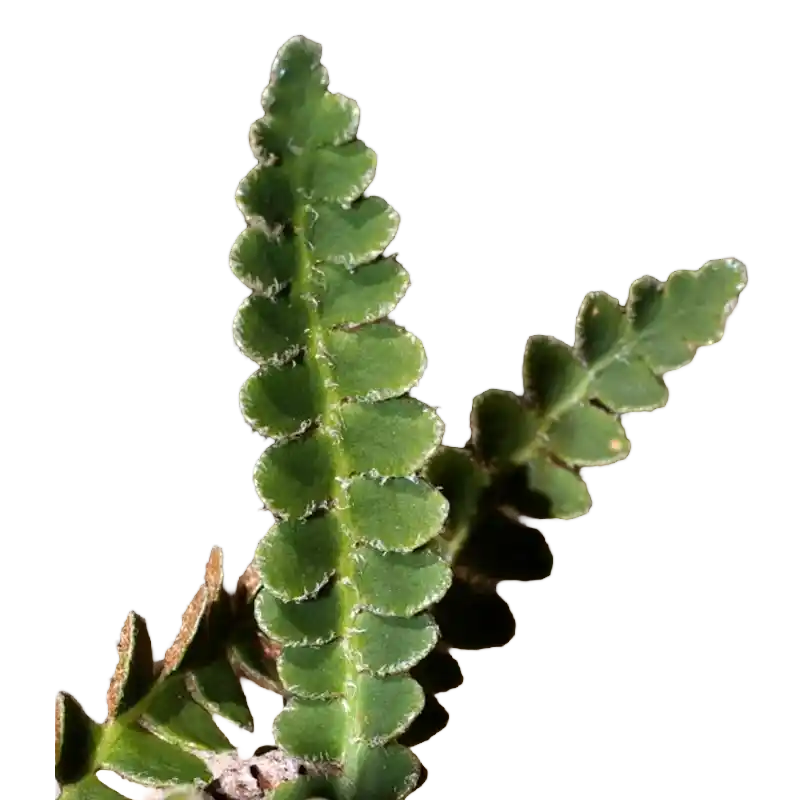 Rustyback Fern