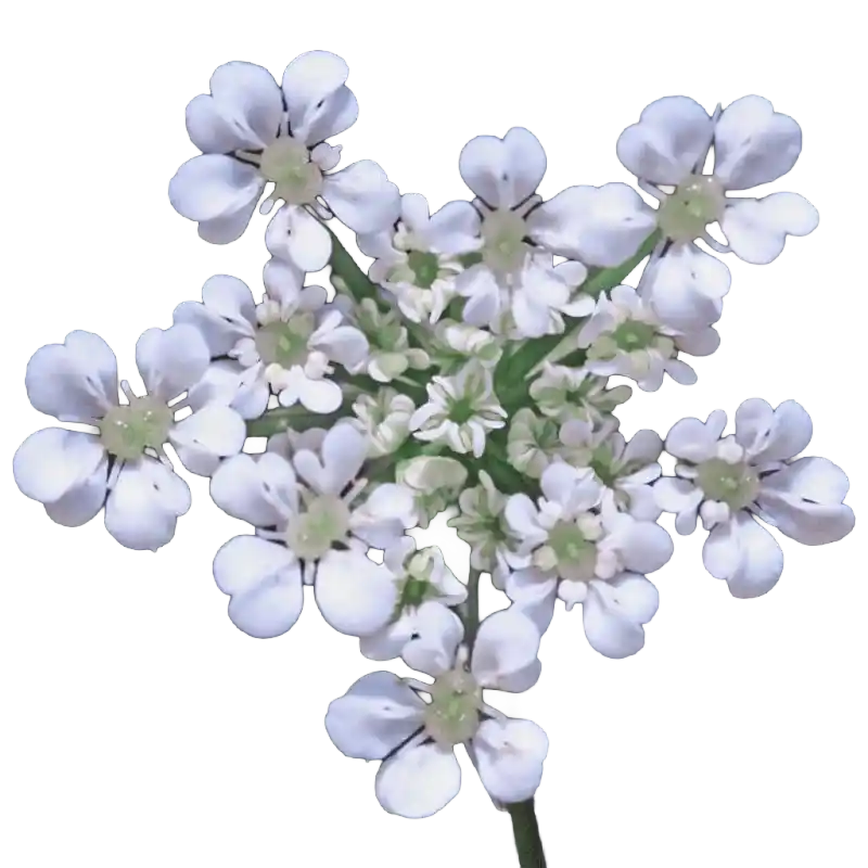 Rough Chervil