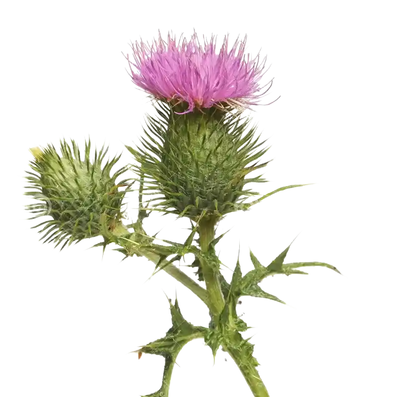 Creeping Thistle