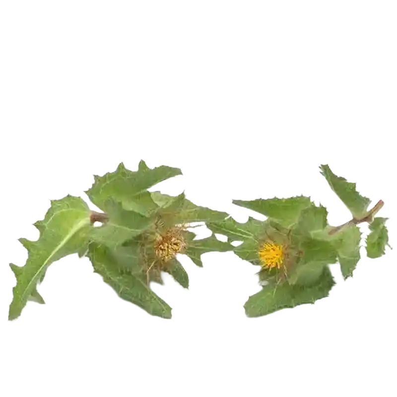 Blessed Thistle