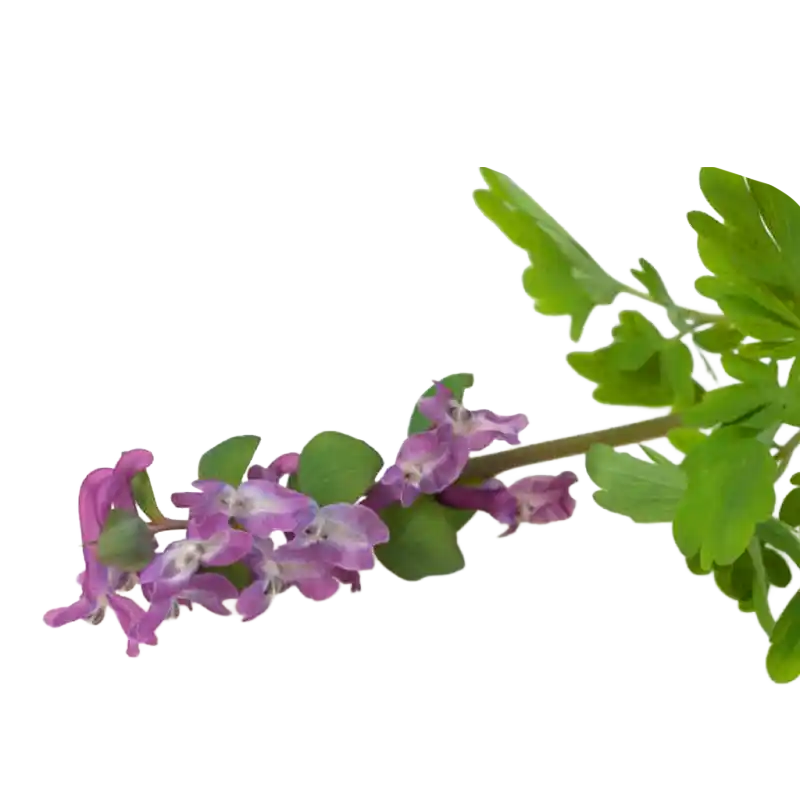 Hollowroot Corydalis