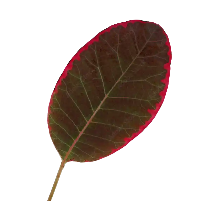 Smoke Tree (Young Fustic)