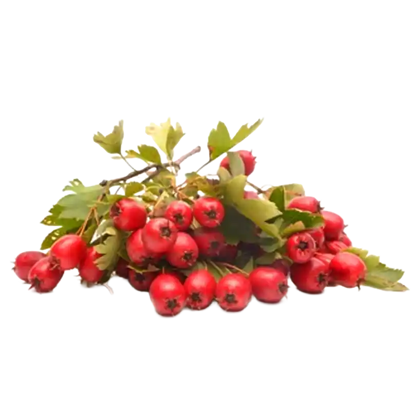 Midland Hawthorn