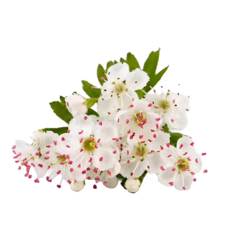 Common Hawthorn