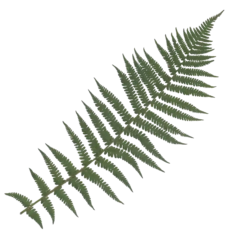 Male Fern
